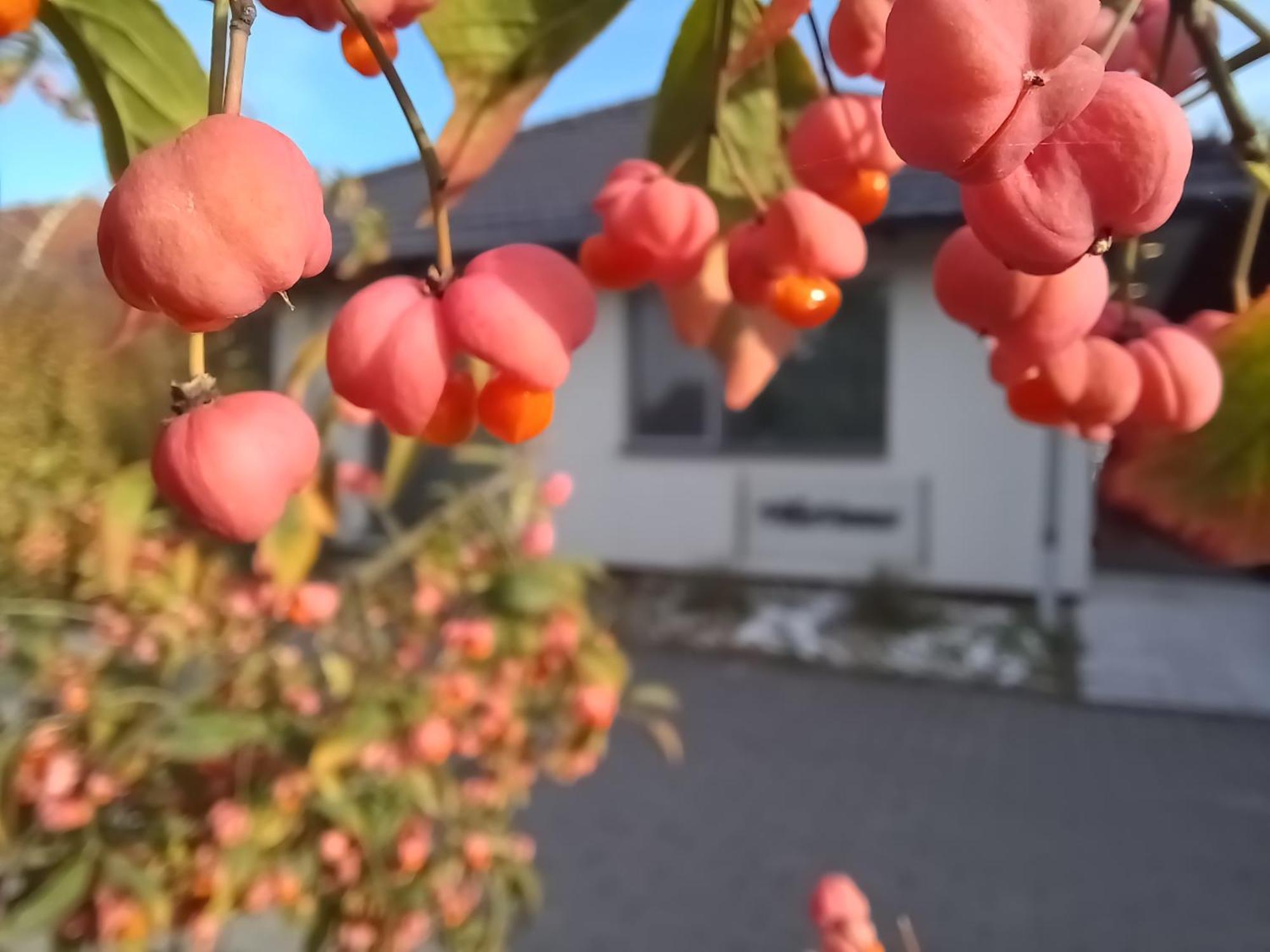 Villa Vamus Vendeg- Es Rendezvenyhaz Vámosszabadi Exteriér fotografie